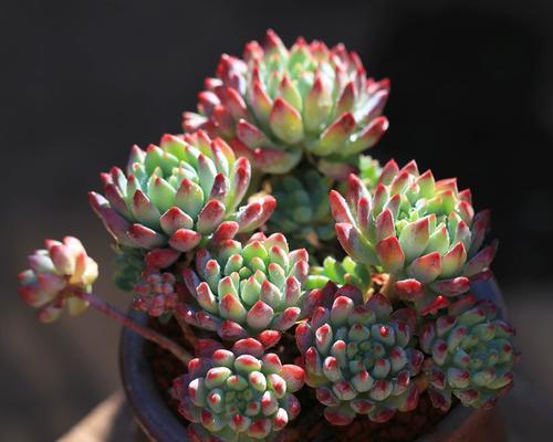 如何养护蓝苹果（打造最佳生长环境，品尝独特口感）-第2张图片-绿意生活