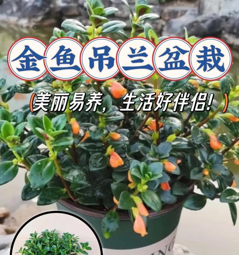 如何养殖健康美丽的吊兰（吊兰养殖的注意事项及方法）-第3张图片-绿意生活
