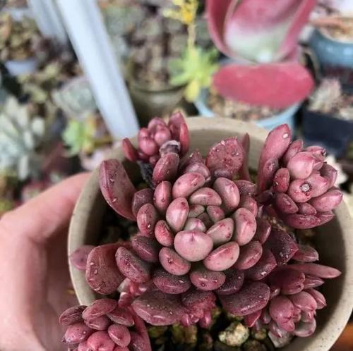 多肉植物会不会在冬天冻死？（如何保护你的多肉植物避免冬季冻害）-第1张图片-绿意生活