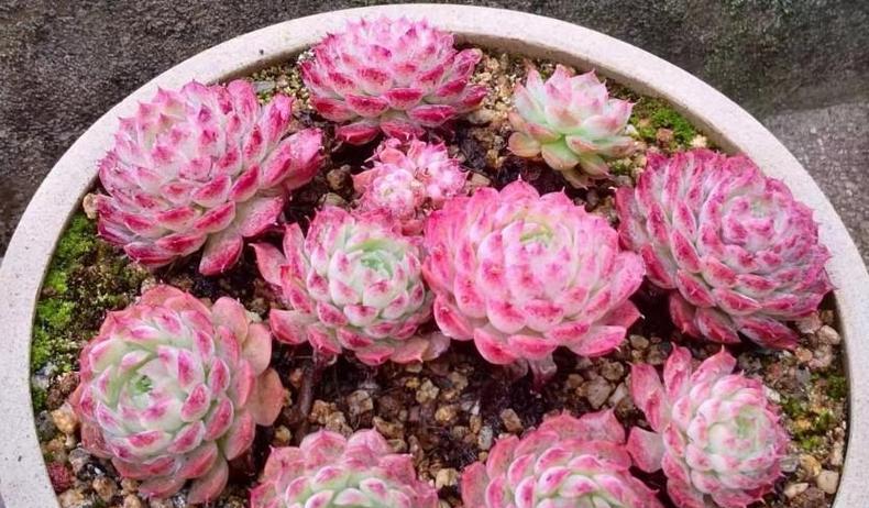 多肉植物会不会在冬天冻死？（如何保护你的多肉植物避免冬季冻害）-第2张图片-绿意生活