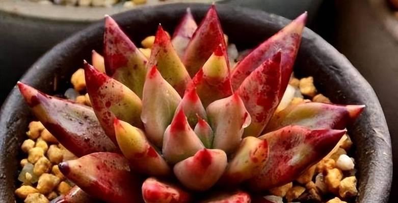 多肉植物会不会在冬天冻死？（如何保护你的多肉植物避免冬季冻害）-第3张图片-绿意生活