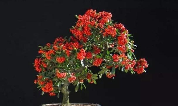 火棘花开季节与果实收获时间（盘点火棘的生长规律，了解开花结果时间）-第1张图片-绿意生活