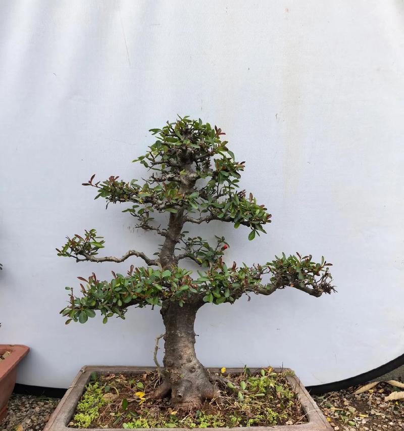 火棘花开季节与果实收获时间（盘点火棘的生长规律，了解开花结果时间）-第3张图片-绿意生活