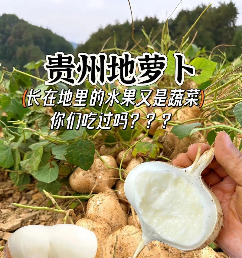红薯的生长环境（探究红薯适合生长的土壤和气候条件）-第1张图片-绿意生活