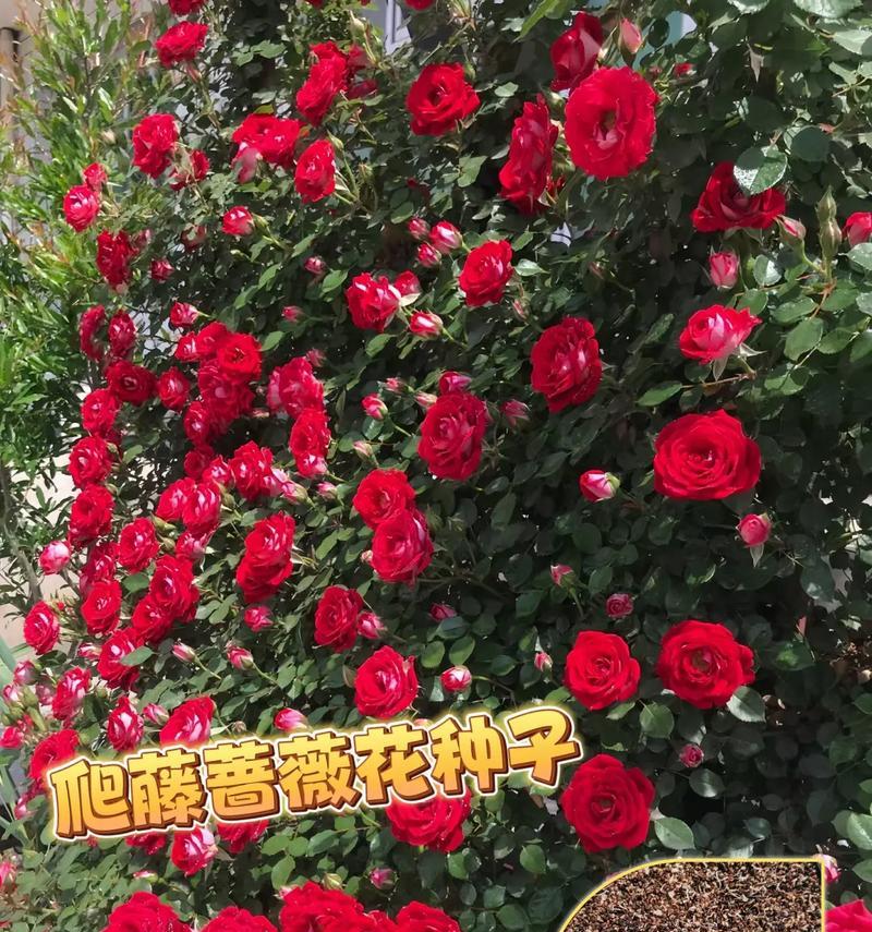 家里种蔷薇花的风水影响（风水学的角度看蔷薇花，蔷薇花带来的好处、注意事项）-第2张图片-绿意生活
