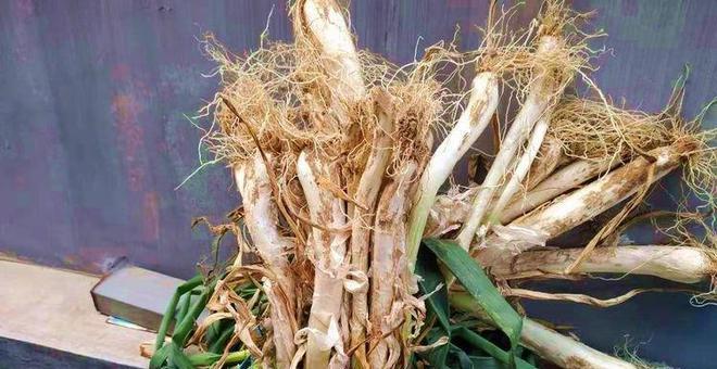 葱花怎么保存？（冷冻是最佳选择！）-第3张图片-绿意生活