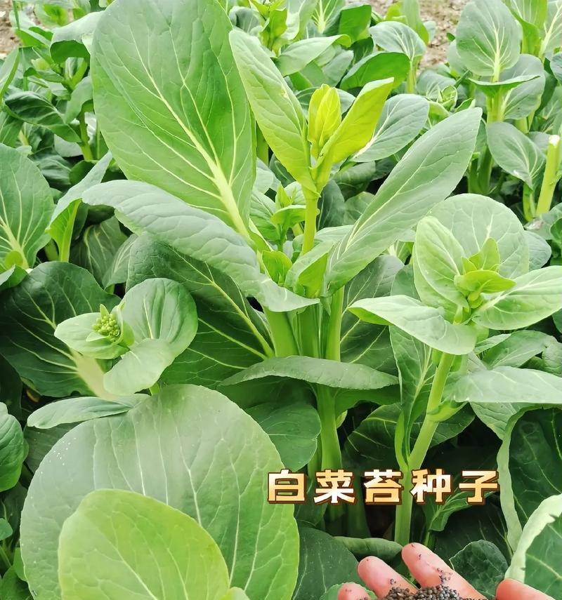 棒棒菜种植指南（一步一步教你如何种植棒棒菜，让你拥有新鲜绿色的蔬菜）-第2张图片-绿意生活