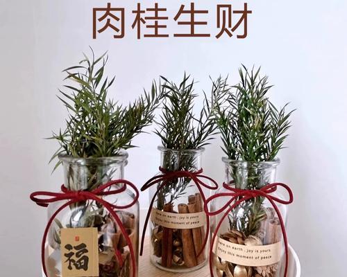 开心果盆栽的养殖方法（从选购到养护，让你轻松成为开心果大神）-第3张图片-绿意生活