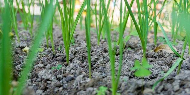 辣椒种植的生长环境与气候要求（营养土壤、适宜温度、充足阳光）-第3张图片-绿意生活