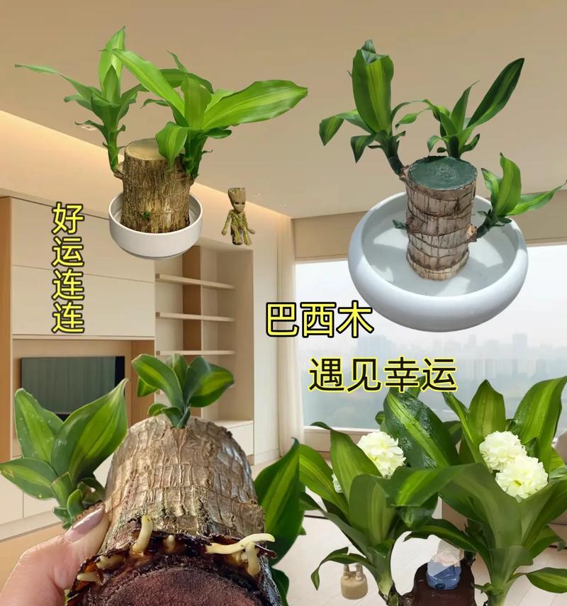巨型树种巴西木能生存多长时间？（探究巨木王者的寿命与生长特点）-第3张图片-绿意生活