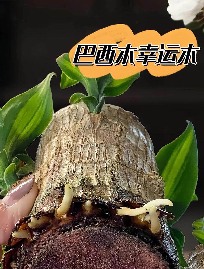 巨型树种巴西木能生存多长时间？（探究巨木王者的寿命与生长特点）-第2张图片-绿意生活
