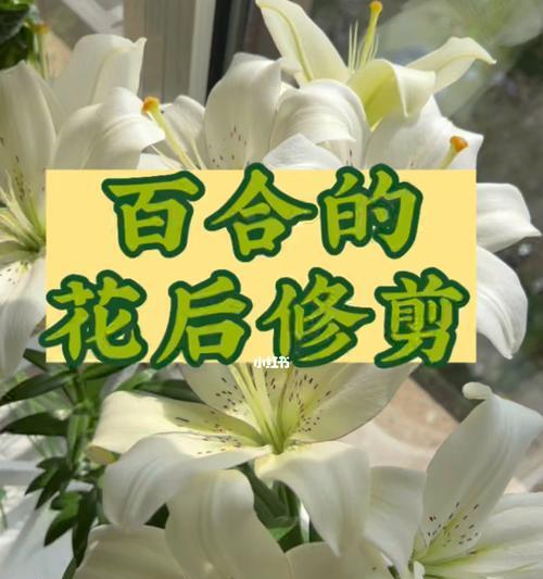打造美丽百合，从肥料开始（自制百合花肥，让花儿更加健康美丽）-第1张图片-绿意生活