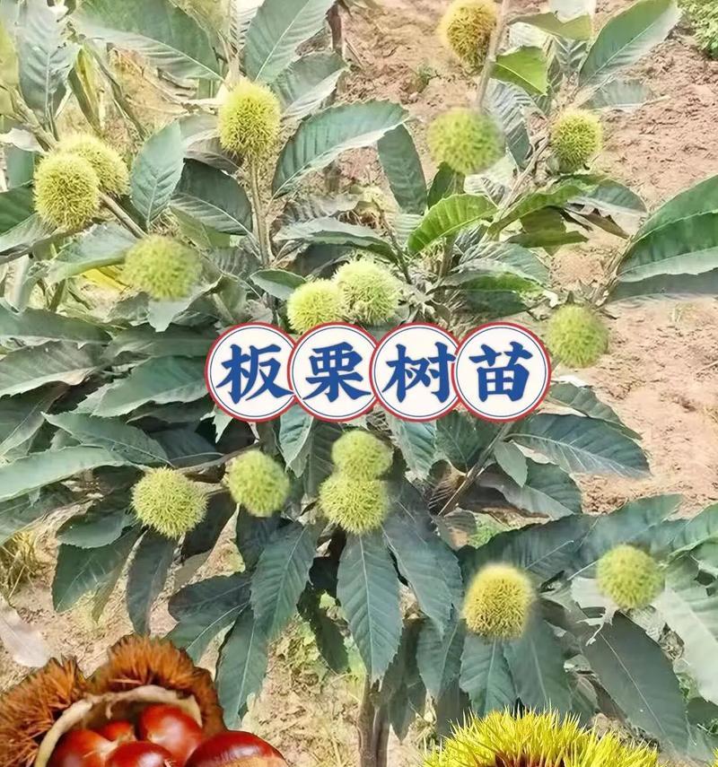 探究栗子的生长环境（从土壤到气候，揭秘栗子的生长之谜）-第3张图片-绿意生活