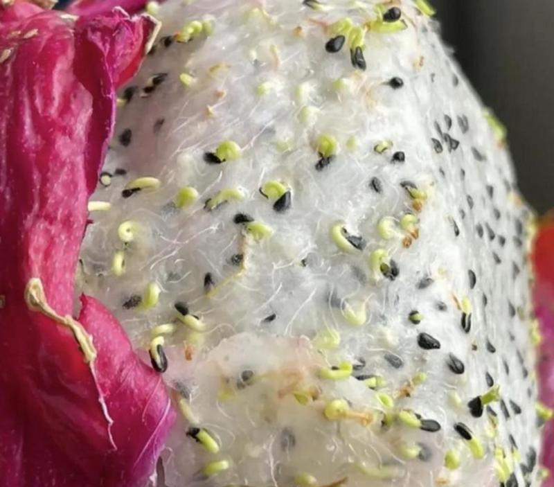 从火龙果到火龙果种子（如何种植火龙果种子以及注意事项）-第3张图片-绿意生活