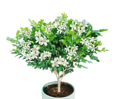 九里香的开花周期与养护方法（一年几次开花？如何养护？）-第3张图片-绿意生活