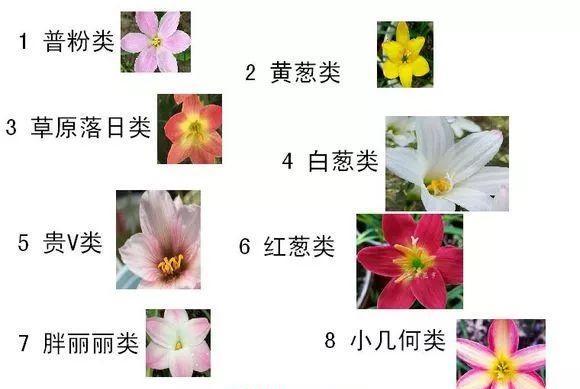 风雨兰花期详解（探究风雨兰的生长特点与开花时间）-第2张图片-绿意生活