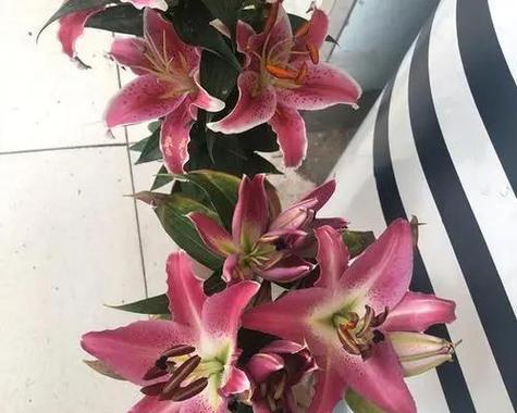 百合花不开花的原因剖析（探究百合花不开花的主要因素与解决方法）-第2张图片-绿意生活