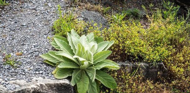 卷柏的种类、特点及应用（探寻卷柏植物的生态学特征、栽培技巧、医疗价值与园林用途）-第2张图片-绿意生活