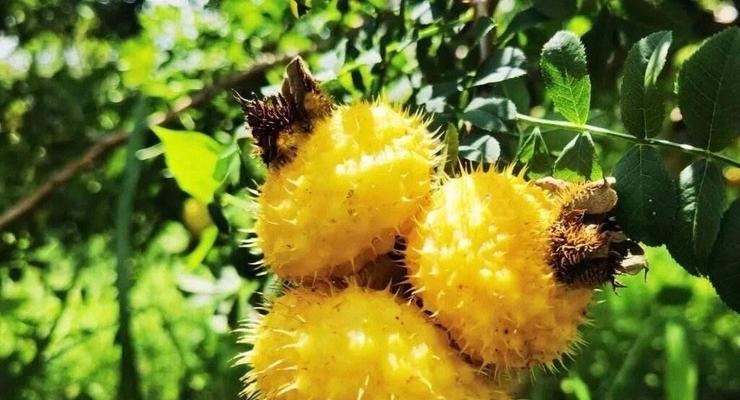 刺梨——营养丰富的水果（了解刺梨的功效与作用及食用方法）-第3张图片-绿意生活