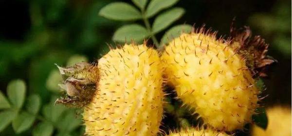 刺梨——营养丰富的水果（了解刺梨的功效与作用及食用方法）-第2张图片-绿意生活