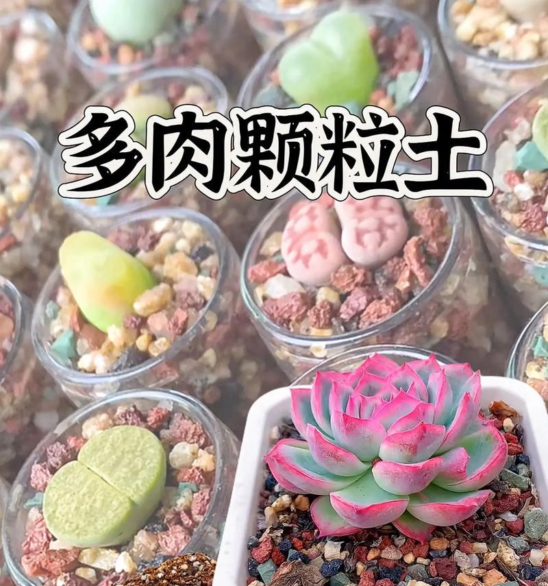 多肉植物种植必须知道的配土方法（轻松掌握，不再盲目尝试，让多肉健康成长）-第3张图片-绿意生活