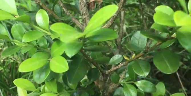 揭开黄杨开花之谜（揭开黄杨开花之谜）-第2张图片-绿意生活