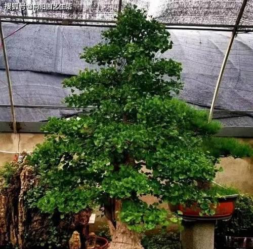 揭开黄杨开花之谜（揭开黄杨开花之谜）-第3张图片-绿意生活