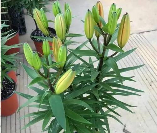 如何选择合适的摆放位置，让百合花生长茁壮？（如何选择合适的摆放位置，让百合花生长茁壮？）-第2张图片-绿意生活