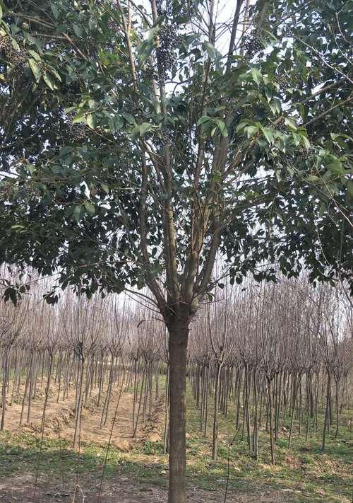 大叶女贞：一种具有高观赏价值的乔木植物-第1张图片-绿意生活