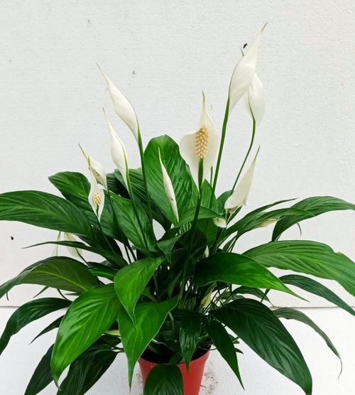 白掌（了解白掌的样子和特点，做一个合格的植物爱好者）-第3张图片-绿意生活