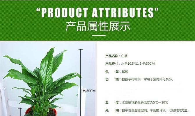 白掌（了解白掌的样子和特点，做一个合格的植物爱好者）-第2张图片-绿意生活