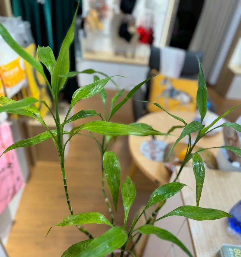 富贵竹阳光养护指南（让富贵竹健康成长的小技巧）-第3张图片-绿意生活