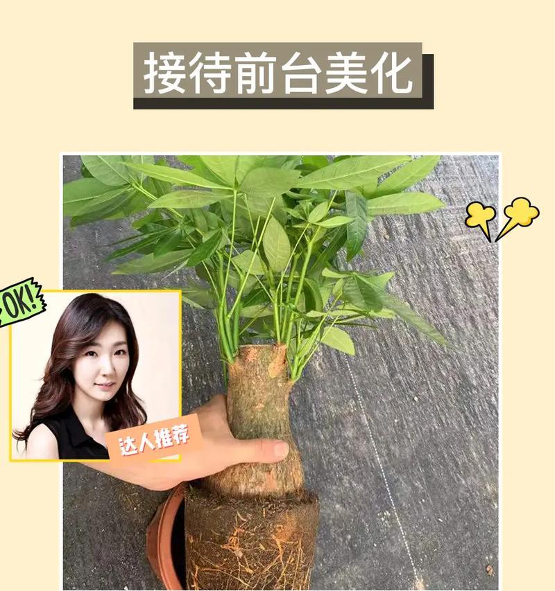 发财树的生长条件与养护方法（发财树是否怕阳光照射及其养护技巧）-第2张图片-绿意生活