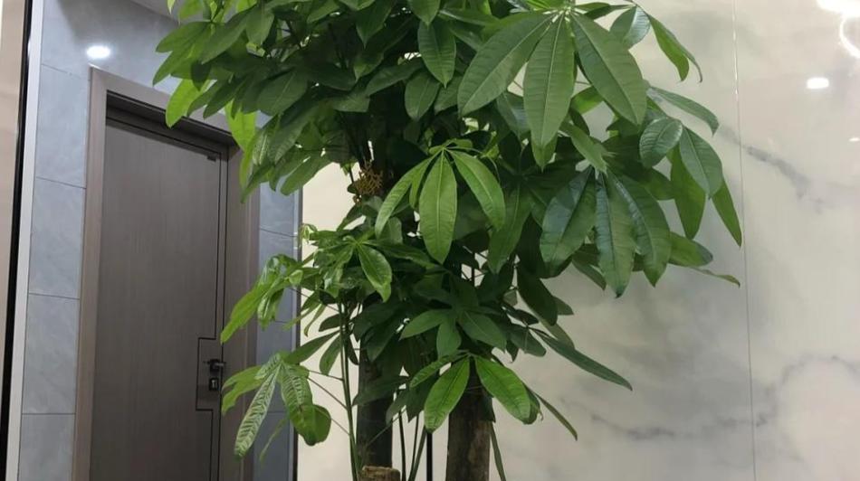 发财树的生长条件与养护方法（发财树是否怕阳光照射及其养护技巧）-第1张图片-绿意生活