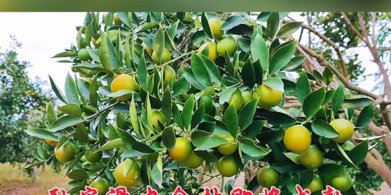 金桔成熟上市时间表（从树苗到果实，金桔的生长历程和上市时间）-第2张图片-绿意生活