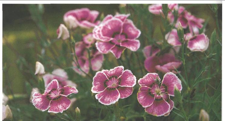 海石竹的花期及其特点（探究海石竹花期的长短、颜色、花饰用途等特性）-第1张图片-绿意生活
