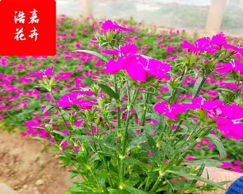海石竹的花期及其特点（探究海石竹花期的长短、颜色、花饰用途等特性）-第3张图片-绿意生活