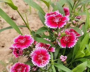 海石竹的花期及其特点（探究海石竹花期的长短、颜色、花饰用途等特性）-第2张图片-绿意生活
