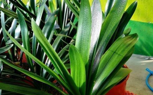 废油的妙用——为您的花园带来生机（废油适合浇什么花？探讨废油在园艺中的运用）-第2张图片-绿意生活