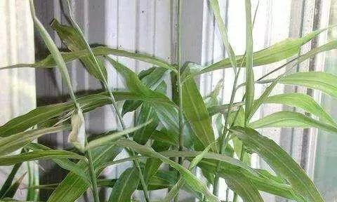 废油的妙用——为您的花园带来生机（废油适合浇什么花？探讨废油在园艺中的运用）-第1张图片-绿意生活