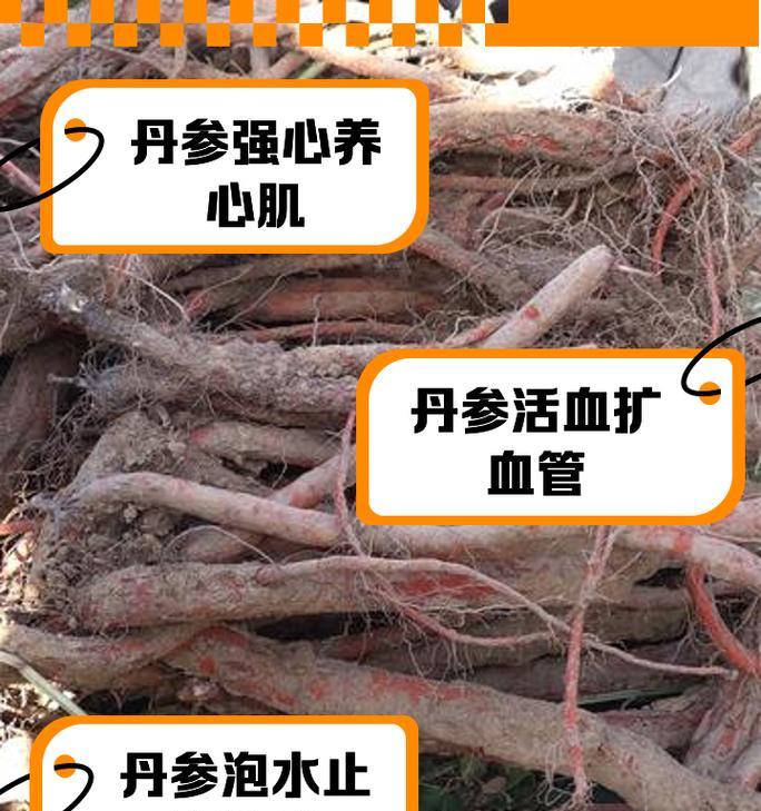 丹参的花期是何时？（探究丹参的开花时间及其对种植的影响）-第3张图片-绿意生活