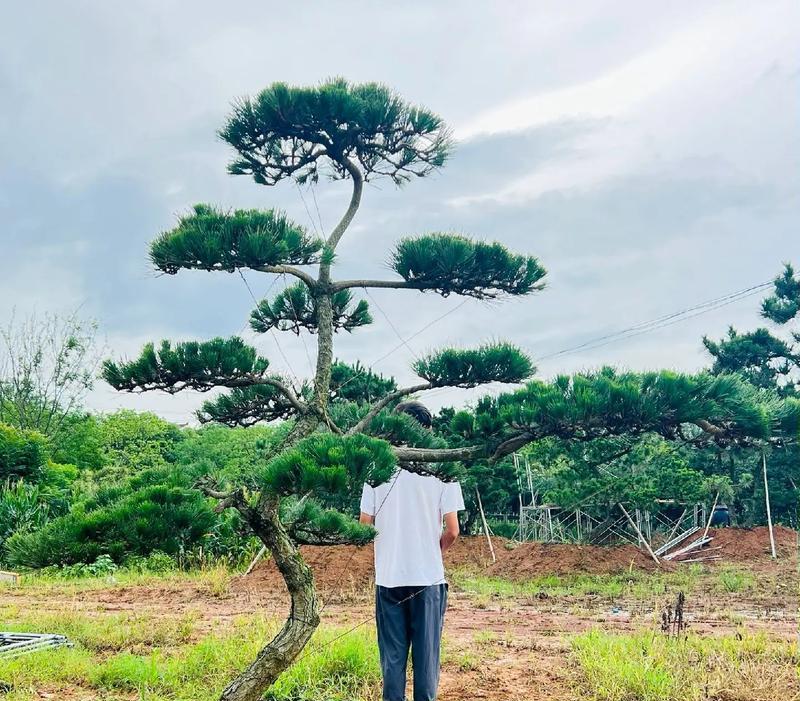黑松换盆后的浇水时间表（怎样合理安排浇水时间，让黑松健康茁壮成长？）-第2张图片-绿意生活