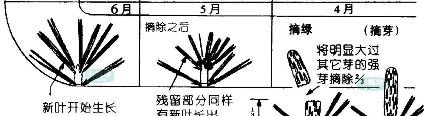 黑松换盆后的浇水时间表（怎样合理安排浇水时间，让黑松健康茁壮成长？）-第1张图片-绿意生活