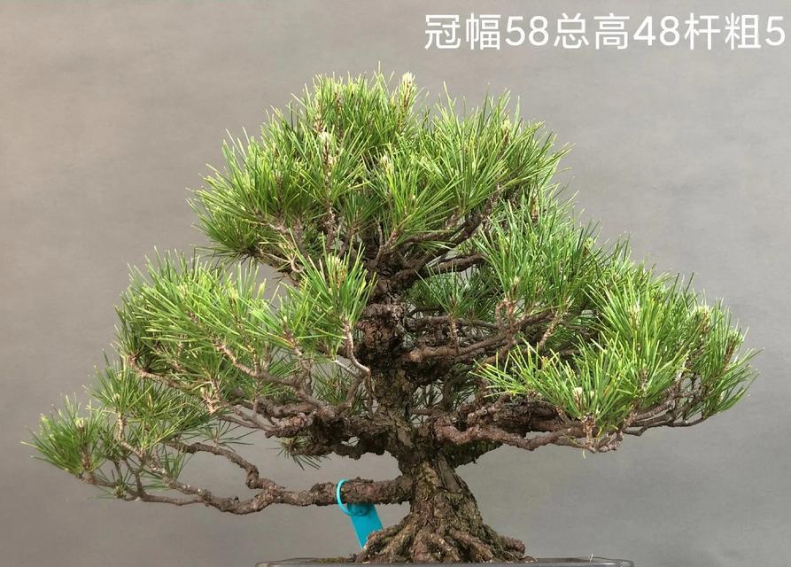 黑松换盆后的浇水时间表（怎样合理安排浇水时间，让黑松健康茁壮成长？）-第3张图片-绿意生活