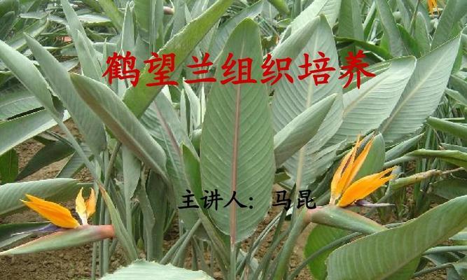 鹤望兰的繁殖方法和注意事项（从种子到分株，轻松掌握鹤望兰繁殖技巧）-第2张图片-绿意生活