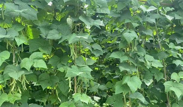地芸豆种植全攻略（时间、方法、注意事项，让你的地芸豆长得健康又美味）-第1张图片-绿意生活