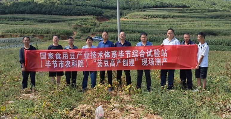 地芸豆种植全攻略（时间、方法、注意事项，让你的地芸豆长得健康又美味）-第3张图片-绿意生活