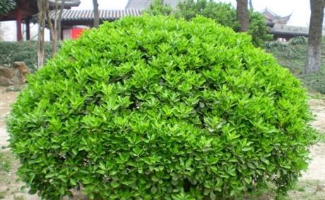 黄杨——不一般的草本植物（探究黄杨的特殊之处）-第1张图片-绿意生活