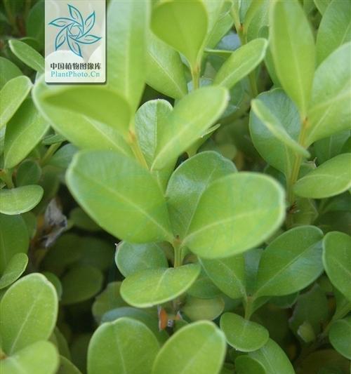 黄杨——不一般的草本植物（探究黄杨的特殊之处）-第2张图片-绿意生活