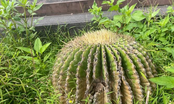 树是草本植物吗？（一场关于植物分类的辩论）-第3张图片-绿意生活